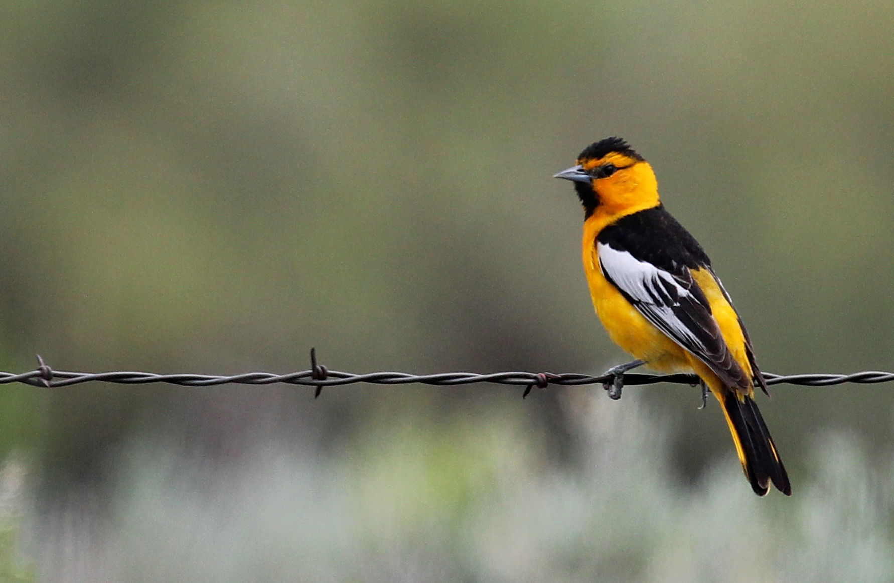 Bullock's Oriole